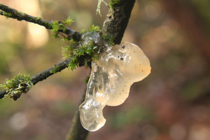 Tremella mesenterella